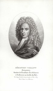 Sébastien Vaillant by French School