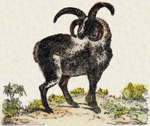 Sheep