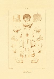 Skeleton