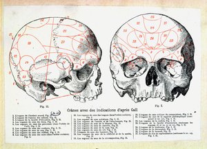 Skull with phrenologic indications after Franz Josef Gall by French School