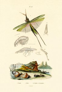 Slant-faced Grasshopper by French School