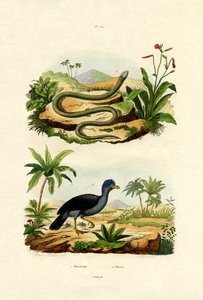 Snake