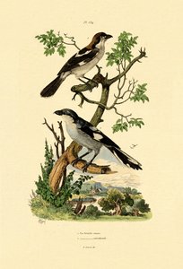 Southern Grey Shrike by French School