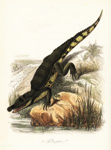 Spectacled Caiman