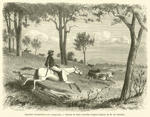 Squatter Gathering His Herds (engraving) by French School