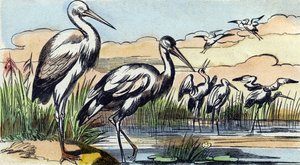 Stork (Engraving in "Buffon Alphabet des Oiseaux n 1")