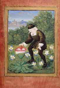 Pierre Sala dropping his heart into a marguerite, from the 