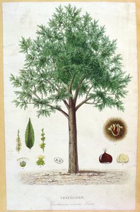 Sweet Chestnut Tree