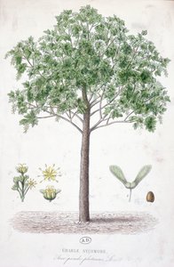 Sycamore Maple