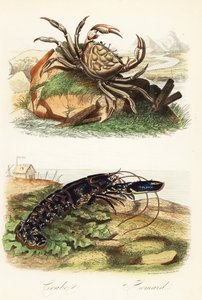 Tasmanian Giant Crab and European Lobster by French School