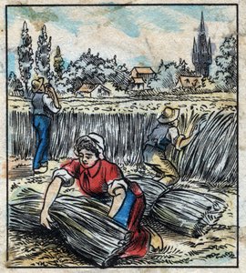 Textile, Flax: Agriculture. Collects Linen that is Assembled in a Boot to be Dry. Engraving. Epinal Imaging Late 19th Century