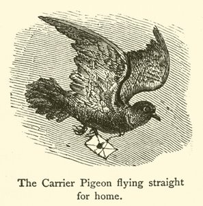 The Carrier Pigeon flying straight for home by French School
