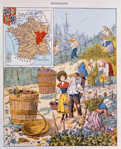 The Grape Harvest in Burgundy (illustration from a school textbook, c.1910)