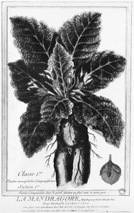 The Mandrake by French School