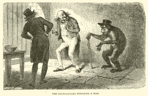 The Orangutan Mimicking a Man by French School