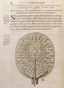 The Structure of the Brain, from De Homine Figuris by Rene Descartes by French School