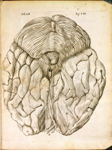 The Structure of the Brain, from De Homine Figuris by Rene Descartes, published in The Hague, 1662 by French School
