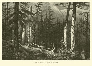 The Ancient Dark Forest by French School