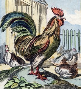 The Rooster (Engraving in "Buffon Alphabet des Oiseaux n 2") by French School