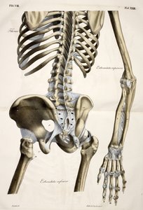 Thorax, from Planches anatomiques du corps humain executées d