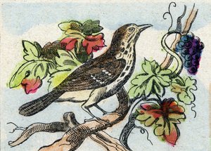 Thrush (Engraving in "Buffon Alphabet des Oiseaux n 1") by French School
