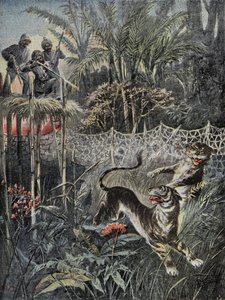 Tiger hunting in the jungles in India: the fenders are behind the net and the hunters are in safety on the belvedere. Engraving in Le Pelerin, on the 05/02/1899. Selva Coll. by French School