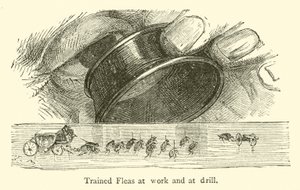 Trained Fleas at work and at drill by French School