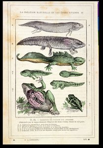 Transition of Fish into Amphibians, from a Book by Dr. Rengade by French School