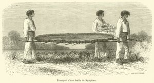 Transport of a Nymphaea Leaf by French School