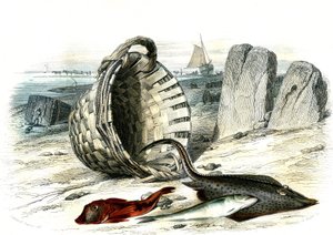 Trigle Grondin (Trigle Cuculus), Whiting (Merlangius Merlangus), Raie Grondin (Dipturus Batis) - Plate Extracted from Histoire Naturelle by Bernard Germain de Lacepede (1856-1925), Edition P. Furme, Paris by French School