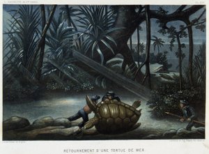 Turtle of a Sea Turtle - in “The World of the Sea” by Alfred Fredol, Hachette, Paris by French School