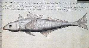 Unknown fish, Strait of Magellan, watercolour from log book by Jacques Gouin de Beauchesne, captain of Compagnie royale de la Mer du Sud, from 1698 to 1701, France