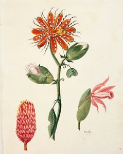 Vanilla orchid (Vanilla planifolia) by Lejeune