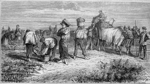 Viticulture in Medoc: picking grapes during harvest. Engraving in "Le Monde Illustre" n°561 of 11 January 1868. by French School