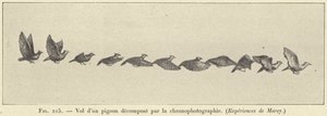 Flight of a Pigeon Decomposed by Chronophotography by French School