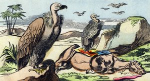 Vultures (Engraving in "Buffon Alphabet des Oiseaux n 1") by French School