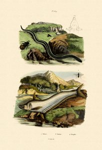 Wels Catfish