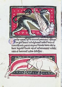 Wild Boar and Griffon, miniature from the Saltykowchsh Edrin Bestiary by French School