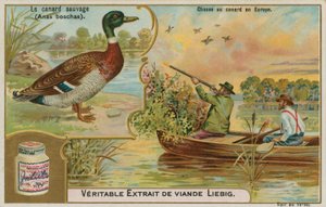 Wild Duck; Duck Hunting in Europe by French School
