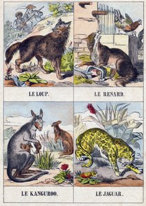 Wolf; Fox; Kangaroo; Jaguar (Engraving in "Buffon Alphabet des Animaux") by French School