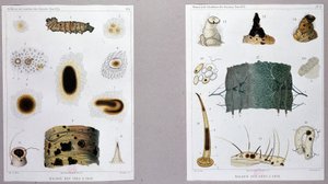 Work on Silkworm Disease Presented by Pasteur at the Academy of Sciences by French School