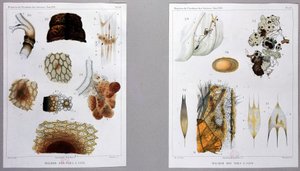 Work on Silkworm Disease Presented by Pasteur at the Academy of Sciences by French School