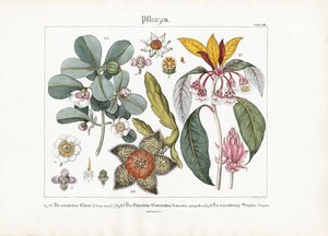 Exotic Ornamental Plants: Clusia, Enkianthus and Stapelia by Friedrich Guimpel
