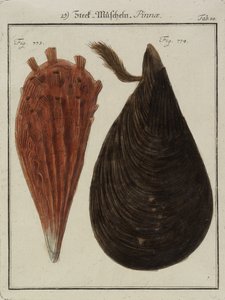 Mussels, from The New Systematic Cabinet of Shells, 1784