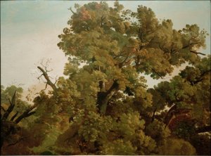 Oak by Friedrich Nerly