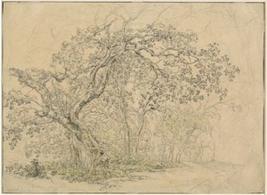 Grove of Trees
