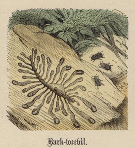 Bark-weevil by Friedrich Specht