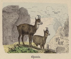 Chamois