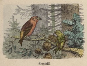 Crossbill