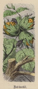 Nut-weevil